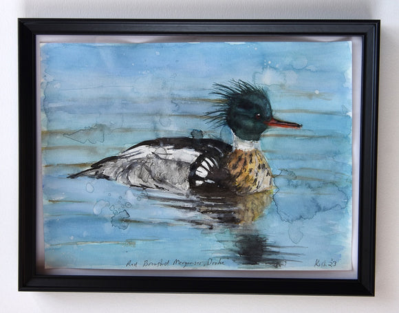 Red Breasted Merganser Drake
