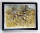 Whitetail Buck, Autumn-2