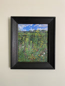 Common Evening Primrose-2