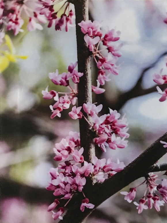 Redbud Trio