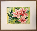 Pink Lilium-2