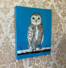 Snowy Owl-3