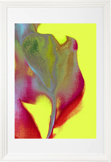 tulip 9   2019series