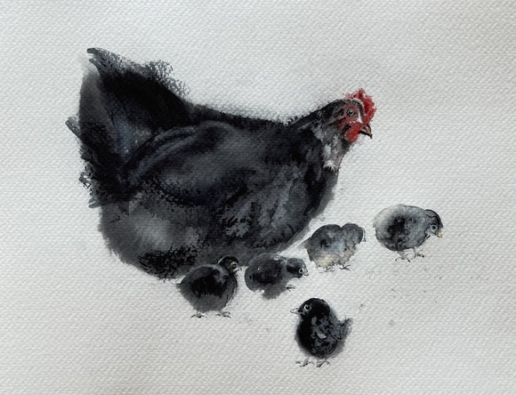 Black Chicken with chickens