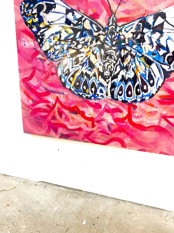 Hamydryayas butterfly