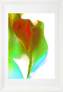Tulip I 2019 series-2