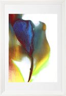 Tulip 14-2