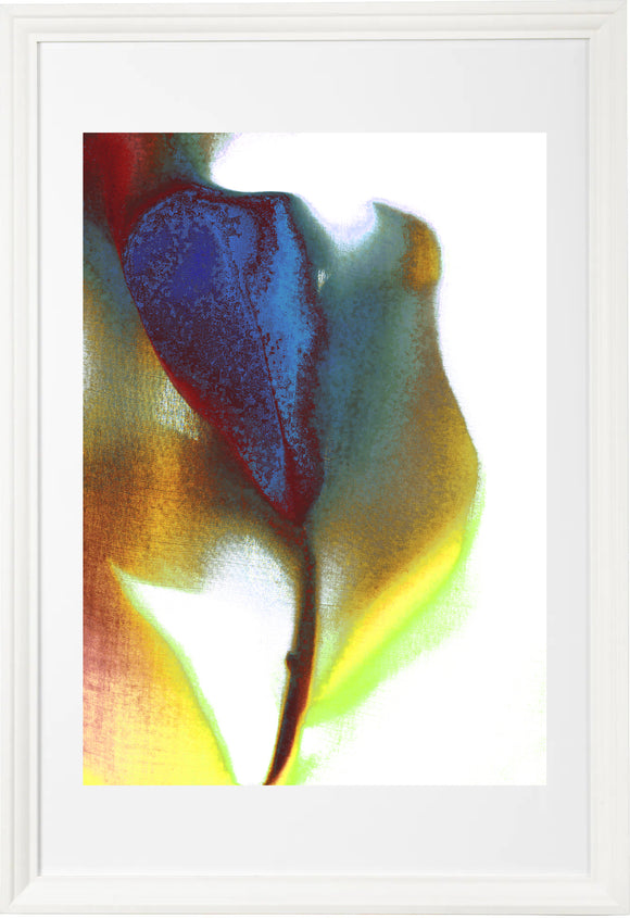 Tulip 14