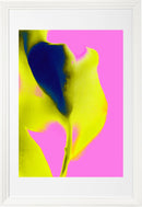 tulip 7   2019series-2