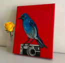 Blue Bunting on Camera-2