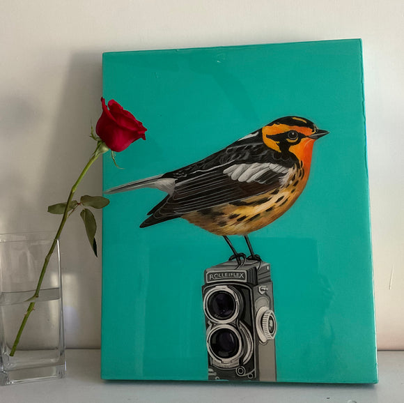 Blackburnian Warbler on Rolleiflex Camera