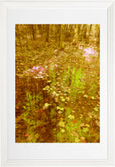 forest-2
