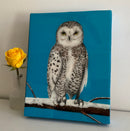 Snowy Owl-2
