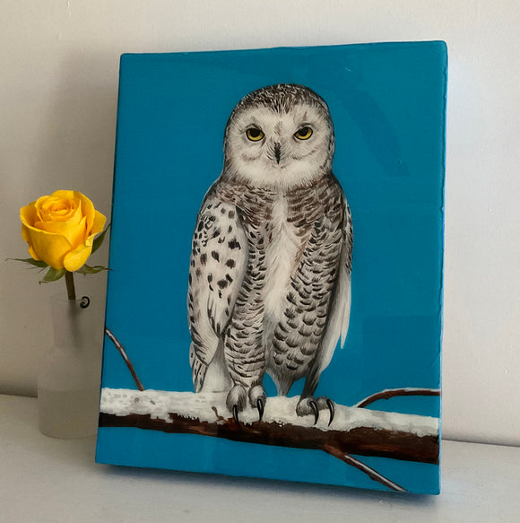 Snowy Owl