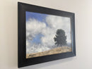 Ponderosa-5