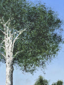 White Birch-5