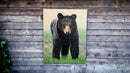 Bear Stare-4