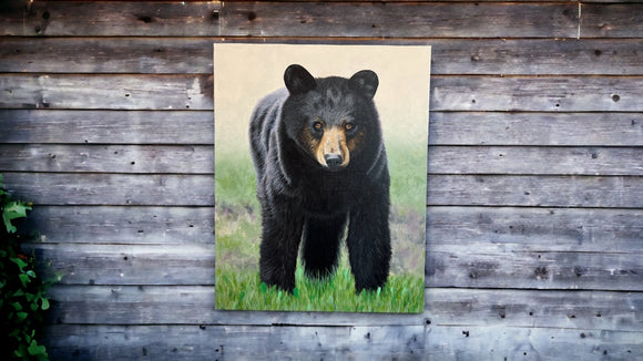 Bear Stare