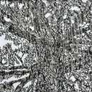 "Graceful Giant"-3