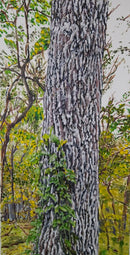 Oak Tree With Invasive Vine-3