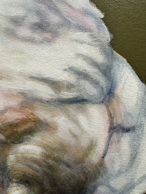 Domestic Goose