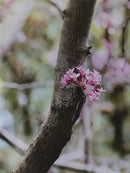 Redbud Trio-4