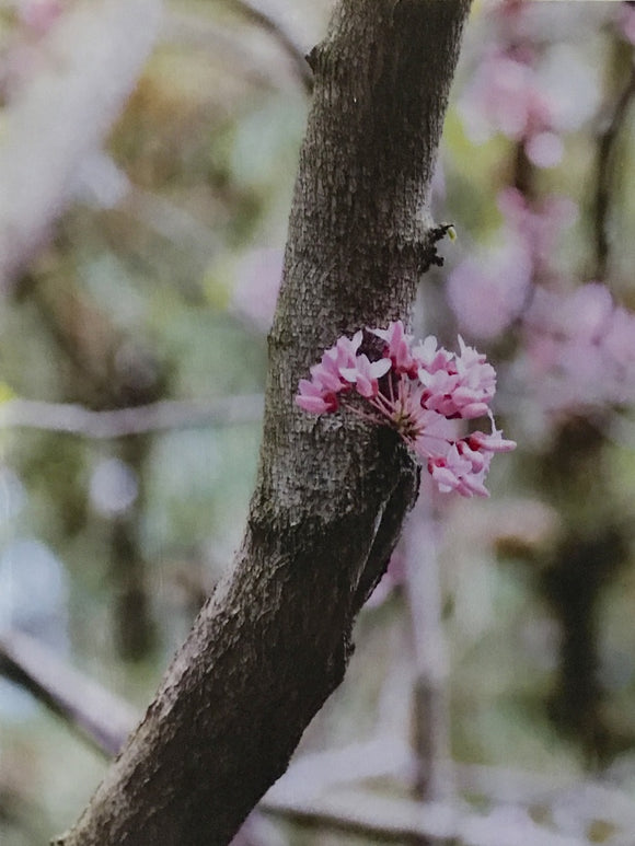 Redbud Trio