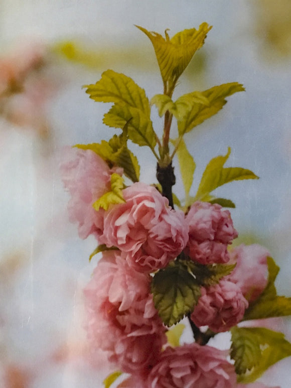 Cherry Blossom Trio