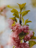 Cherry Blossom Trio