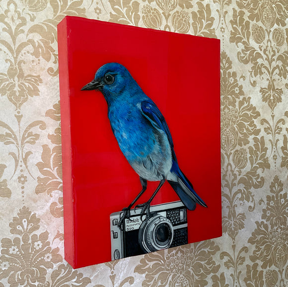 Blue Bunting on Camera