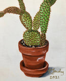 Prickly Pear Cactus-3