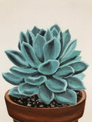 Echeveria-3