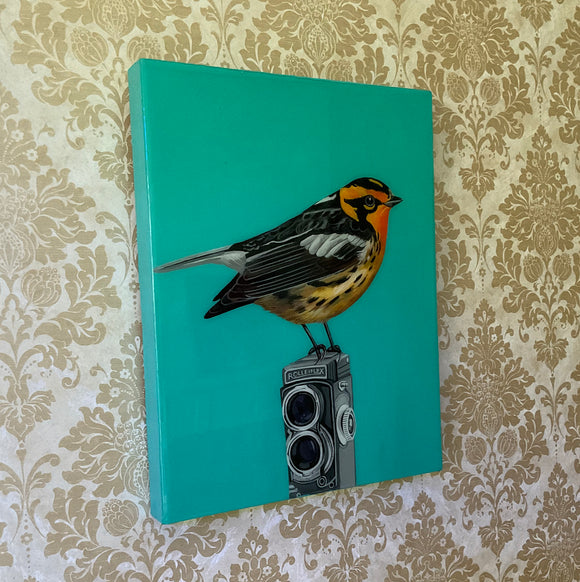 Blackburnian Warbler on Rolleiflex Camera