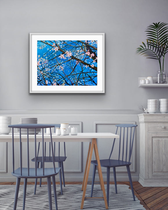Night Cherry Blossoms
