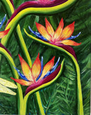 Bird of Paradise-4