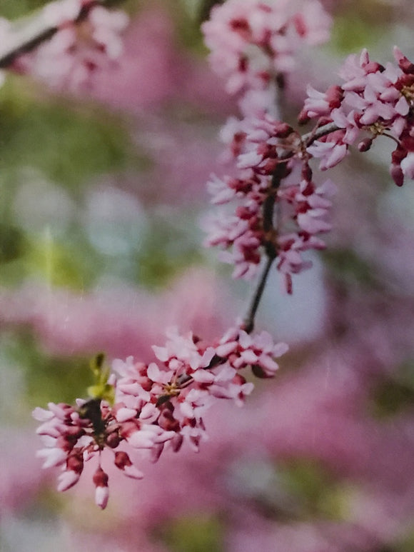 Redbud Trio