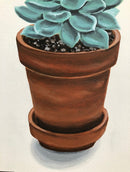 Echeveria-4