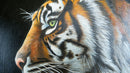 Stripes-4