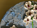 3D orchids-6