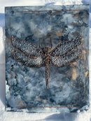 DRAGONFLY-6