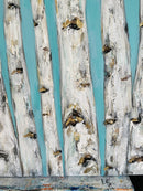 White Birches-9