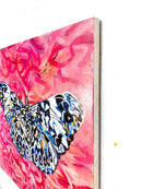 Hamydryayas butterfly-5
