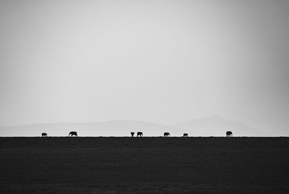 Elephants on the Horizon