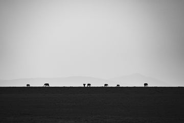 Elephants on the Horizon