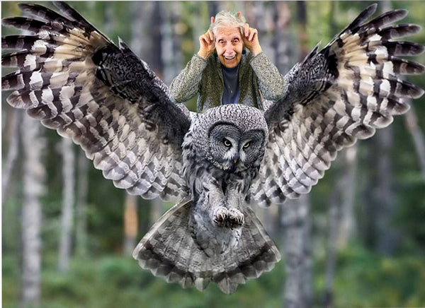 Dorothy Rides the Great Grey Owl