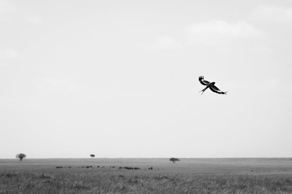 Free Bird
