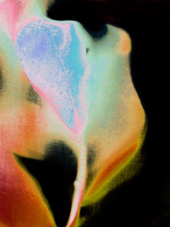Tulip XVIII   (2019 series)