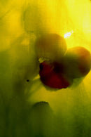 pansy-1