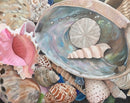 Sea Shell Symphony-1