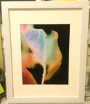 Tulip XVIII   (2019 series)-2